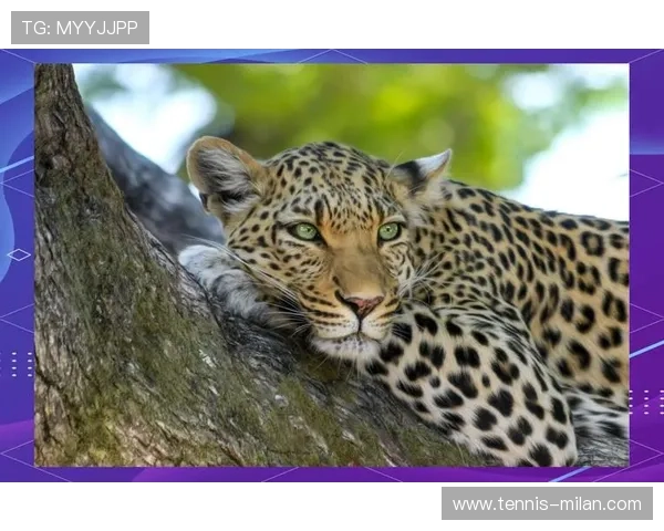 金钱豹般灵动的足球天才他是球场上的猛兽和进攻杀手 金钱豹般灵动的足球天才他是球场上的猛兽和进攻杀手